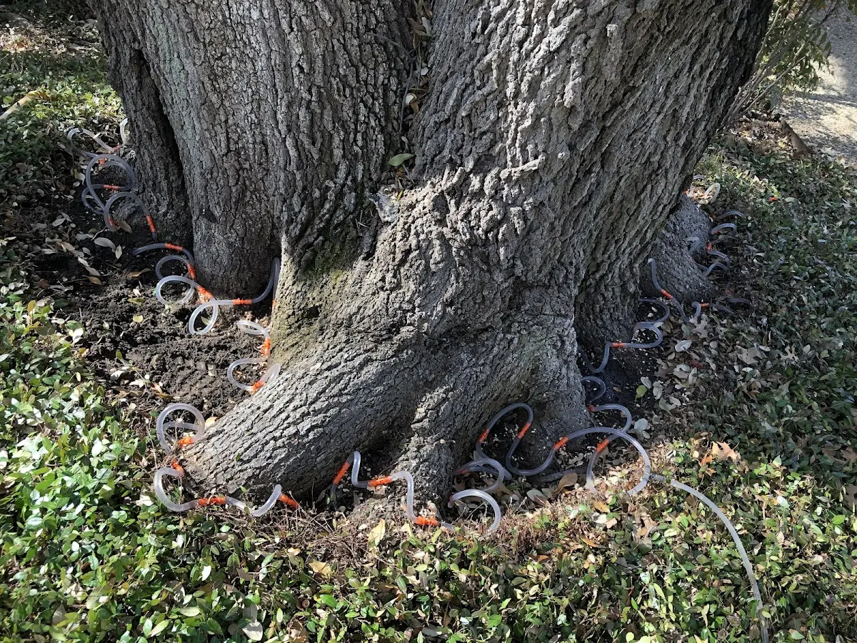 Detailed Tree Cabling and Bracing job site in Oakmont
