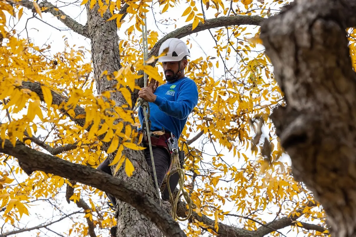 Skilled Tree Transplanting crew working in Oakmont