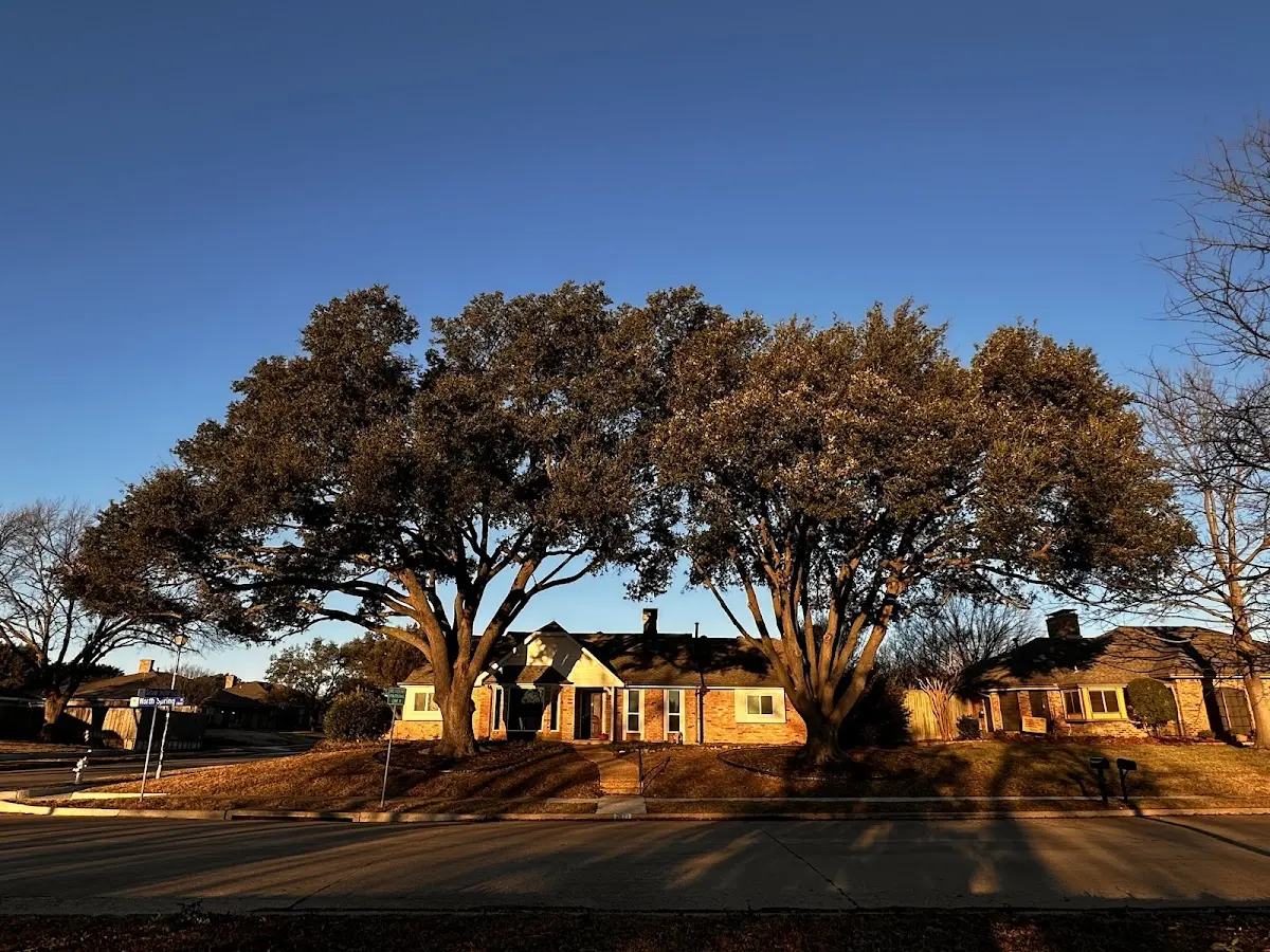 Established residential canopy tree shading a home in Oakmont